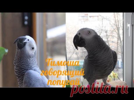 Тимоша говорящий попугай, вид Жако. Подборка видео #10