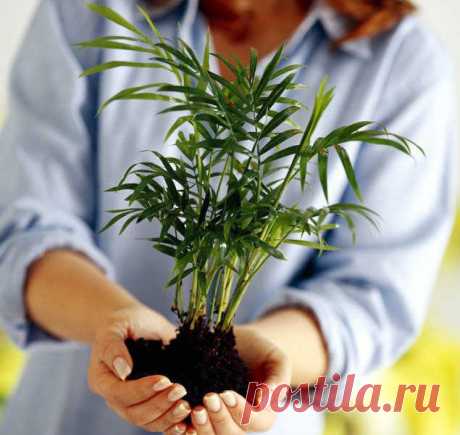 Может ли растение влиять на поведение человека?.