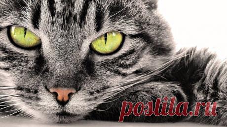 Приложение &quot;Открытки&quot;
Алёна Байдалинова