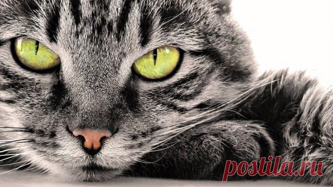 Приложение "Открытки"
Алёна Байдалинова