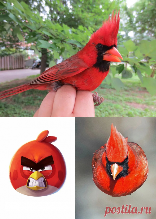 Красный кардинал: Та самая птичка из Angry Birds. И она реально оказалась безумной! | WPRISTAV.RU | Яндекс Дзен