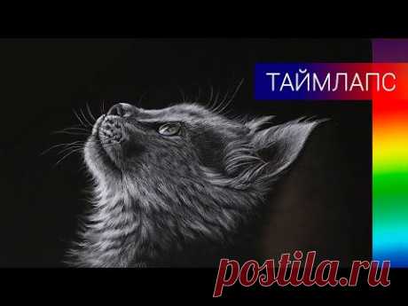 Как нарисовать котёнка цветными карандашами ✎ Серый котёнок на чёрном фоне 👍 Таймлапс