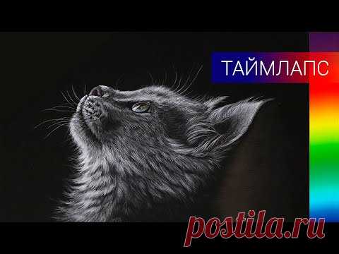 Как нарисовать котёнка цветными карандашами ✎ Серый котёнок на чёрном фоне 👍 Таймлапс