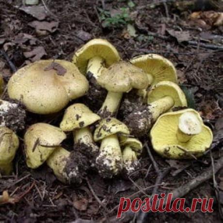 Рядовки і як виглядають їстівні гриби рядовки - ГРИБИ Гриби рядовки. У цій статті ви побачите фото їстівних рядовок різних видів: жовто-червоною, сірою, фіолетовою, голубиної і фіалковою.