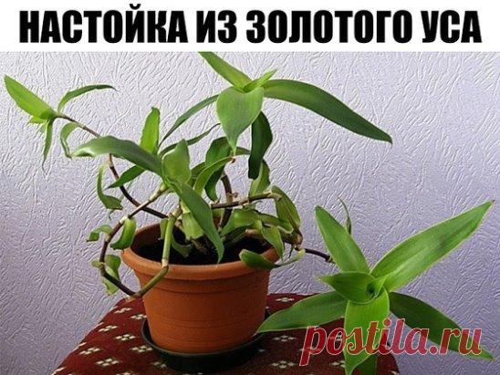 ЗОЛОТОЙ УС
Настойка из золотого уса на водке. Рецепт. Применение
Настойку готовят, как правило, из суставчиков самого уса, которые разрезают на кусочки и заливают водкой.
Настаивать лучше всего в стеклянной посуде, закрыв ее крышкой и поставив подальше от света, не забывая раз в день встряхивать посуду.
Достаточно две недели, чтобы настойка была готова, ее процеживают и хранят в темном прохладном месте. Для приема внутрь нужно взять 15 суставчиков на 0,5 литра водки.
Принимать с водой за пол