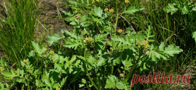 Жерушник болотный - Сорняки - ООО ТД Кирово-Чепецкая Химическая Компания