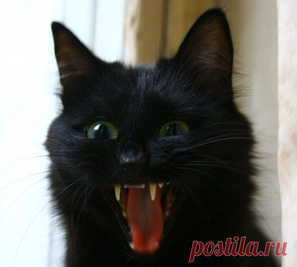 СТРАШНО...........ЩАС Я ВАС!!!!!!!ПРОГЛОЧУ,РАСТОПЧУ.......Не помилую=)))