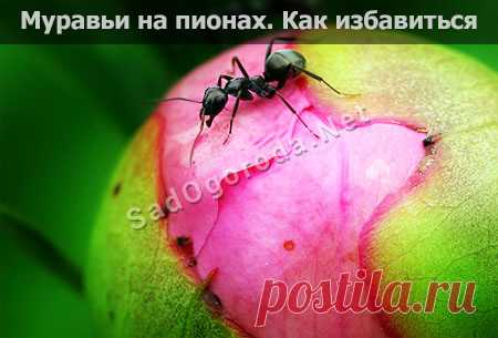Как избавиться от муравьев на пионах - СадОгорода.NET Пионы всеми любимые прекрасные цветы, но часто садоводы сталкиваются с такой проблемой как муравьи.