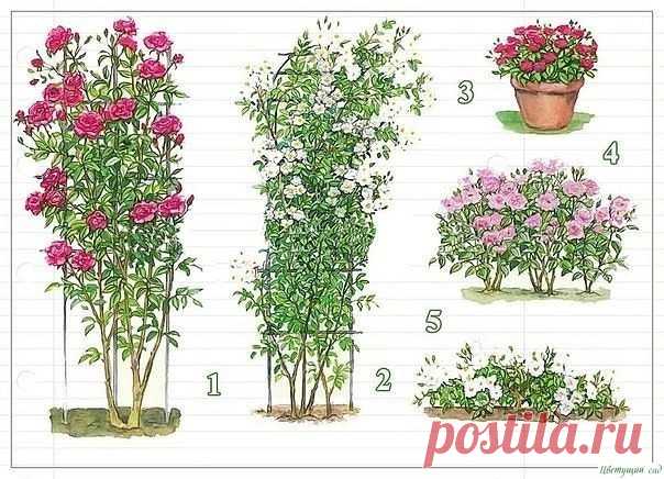 УХОД ЗА ПЛЕТИСТЫМИ РОЗАМИ