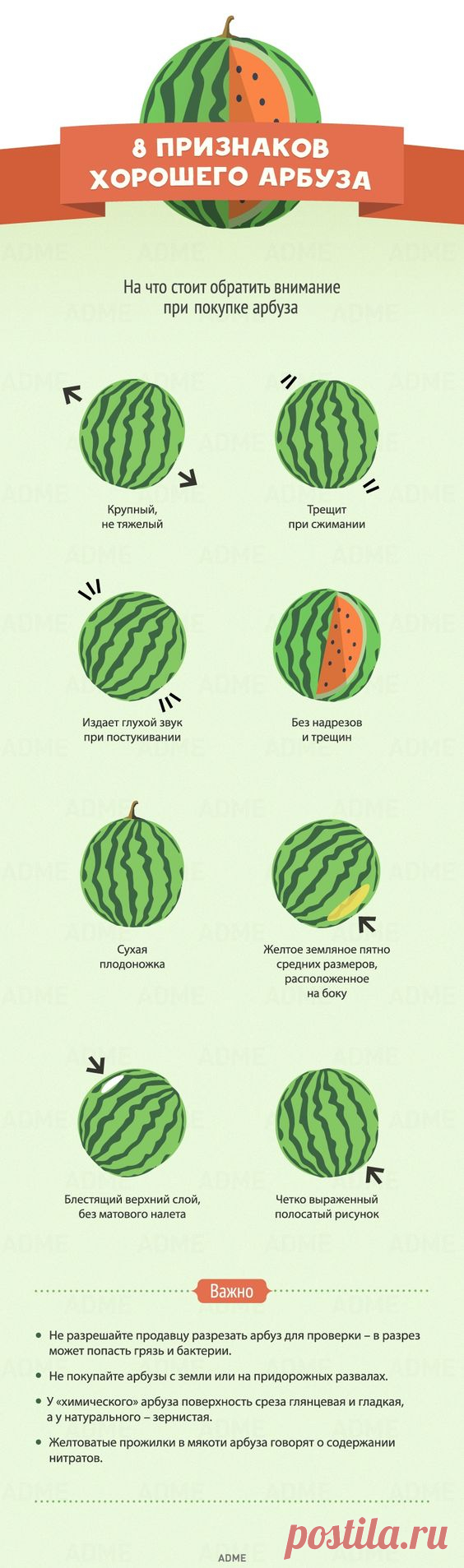 (289) 8 признаков хорошего арбуза | Полезные советы