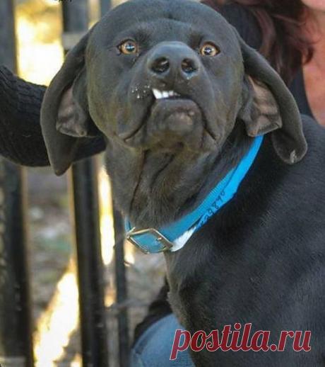 ---Да какая это жизнь!  Ласки не вижу !  Тепла не вижу!  Мяса не вижу!
У  хозяина  кроме  сухарей ничего не выпросишь.