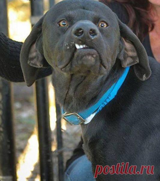 ---Да какая это жизнь!  Ласки не вижу !  Тепла не вижу!  Мяса не вижу!
У  хозяина  кроме  сухарей ничего не выпросишь.