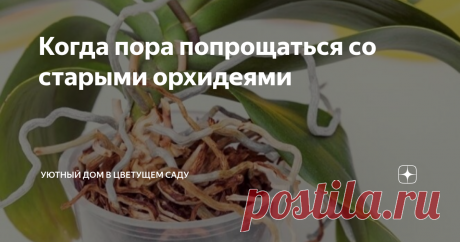 Когда пора попрощаться со старыми орхидеями   Орхидеи – это особая любовь. К ним мы относимся как к детям и когда они начинают увядать, сильно это переживаем. Но даже наша постоянная забота не может уберечь орхидеи от старения. Рано или поздно оно приходит. Как понять, что растение исчерпало свой резерв? Сколько лет могут прожить у вас фаленопсисы?  В естественных условиях орхидеи фаленопсис – долгожители. Они прекрасно растут и цветут на протяжении 60, а то и 80 лет. Это ...