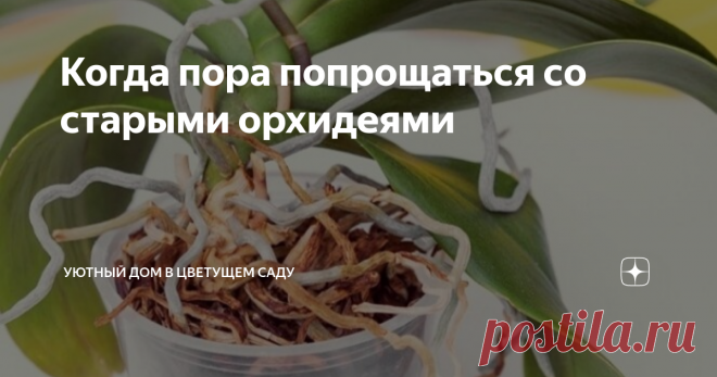 Когда пора попрощаться со старыми орхидеями   Орхидеи – это особая любовь. К ним мы относимся как к детям и когда они начинают увядать, сильно это переживаем. Но даже наша постоянная забота не может уберечь орхидеи от старения. Рано или поздно оно приходит. Как понять, что растение исчерпало свой резерв? Сколько лет могут прожить у вас фаленопсисы?  В естественных условиях орхидеи фаленопсис – долгожители. Они прекрасно растут и цветут на протяжении 60, а то и 80 лет. Это ...