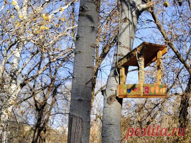 Как сделать кормушку для птиц своими руками из подручных материалов