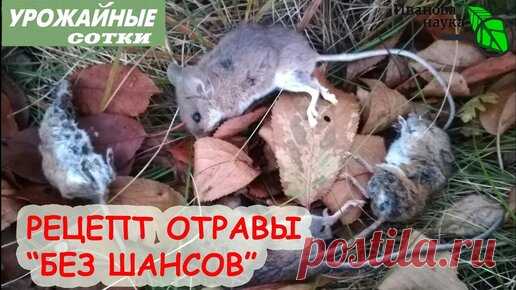 Иван Русских | МЫШИ ДОХНУТ ТОЛПАМИ! ОЧЕНЬ ЭФФЕКТИВНЫЙ рецепт средства БЕЗ ШАНСОВ своими руками! Для дома, сарая и улицы. Нетоксично для котов и собак!