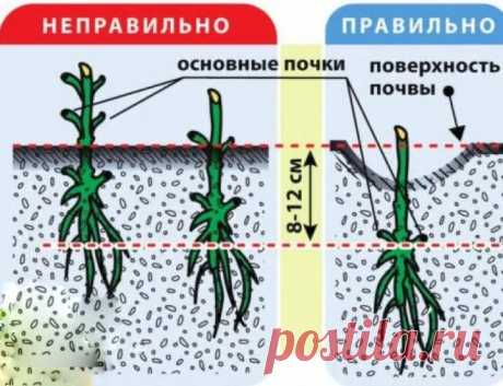 как посадить клематис с одним листком весной в открытый грунт правильно: 2 тыс изображений найдено в Яндекс.Картинках