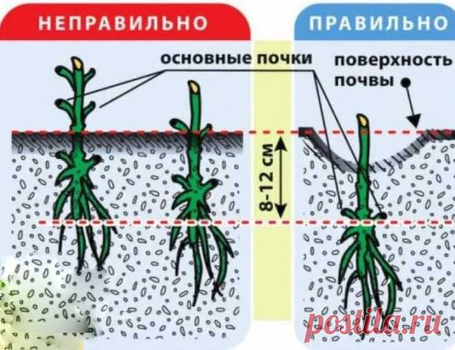 как посадить клематис с одним листком весной в открытый грунт правильно: 2 тыс изображений найдено в Яндекс.Картинках