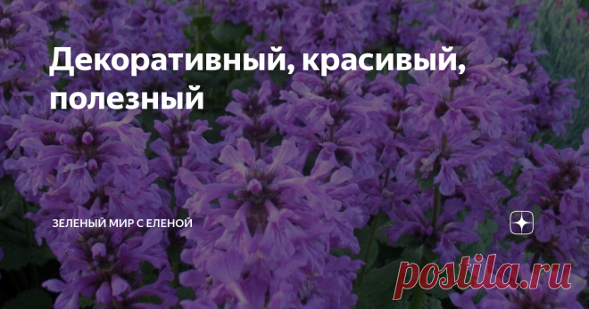 Декоративный, красивый, полезный Интересное растение с ворсистыми листьями набирает популярность и его все чаще можно встретить на дачных участках и подворьях. Растение интересно не только любителям 