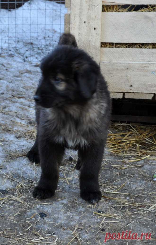 Харсаче (защитница).