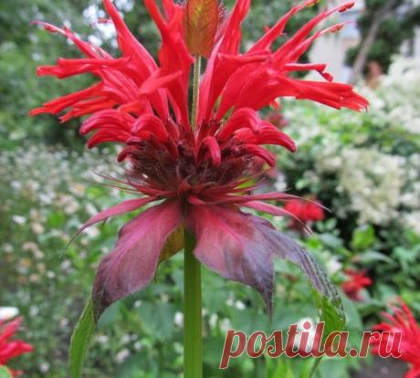 Монарда – алая бабочка сада