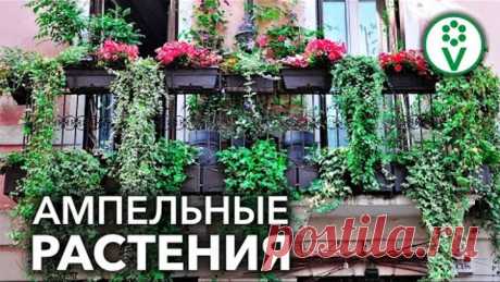 25 НЕОБЫЧНЫХ РАСТЕНИЙ ДЛЯ ПОДВЕСНЫХ КАШПО. Ампельные растения на любой вкус