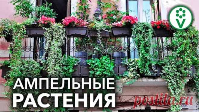 25 НЕОБЫЧНЫХ РАСТЕНИЙ ДЛЯ ПОДВЕСНЫХ КАШПО. Ампельные растения на любой вкус