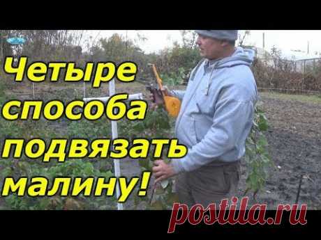 ОБРЕЗКА И ПОДВЯЗЫВАНИЕ МАЛИНЫ ОСЕНЬЮ.