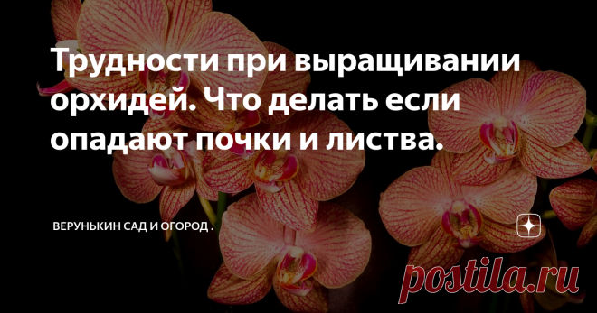 Трудности при выращивании орхидей. Что делать если опадают почки и листва. Добрый день мои любимые подписчики и гости канала! Сегодня я поделюсь с вами небольшими секретиками в уходе за орхидеями. Разберёмся почему очень часто у многих хозяек наступает момент, когда цветок попросту скидывает все листочки и почки с себя.
фиолетовая орхидея
Что делать если орхидея скинула листья.
Самым распространённым вариантом скидывания листочком является недостаток освещения и влаги.