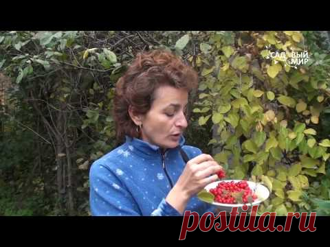 Лимонник. Как выращивать лимонник. Сайт 