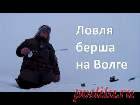 Ловля берша на Волге