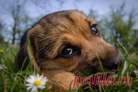 Животные - Скачать обои на рабочий стол в один клик! - страница 5