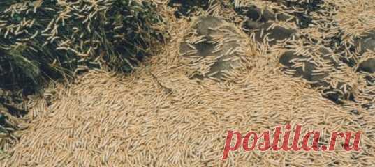 44 года исследователи пытались раскрыть тайну многоножек, рьяно и со странной периодичностью атакующих железнодорожные пути. Оказалось, проблема, которая может даже приводить к катастрофам, связана с одним-единственным выводком этих созданий.