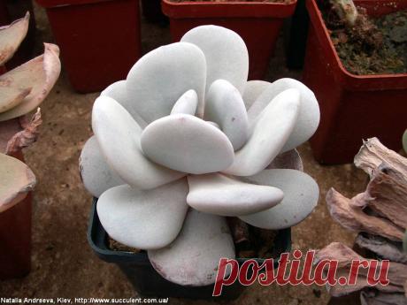 Echeveria8818-N-Andreeva-Kiev2009.jpg (1024×768)