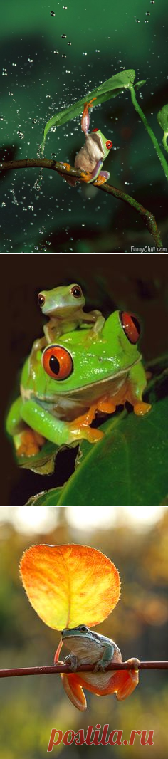 Лягушки, Квакши and Зонты on Pinterest