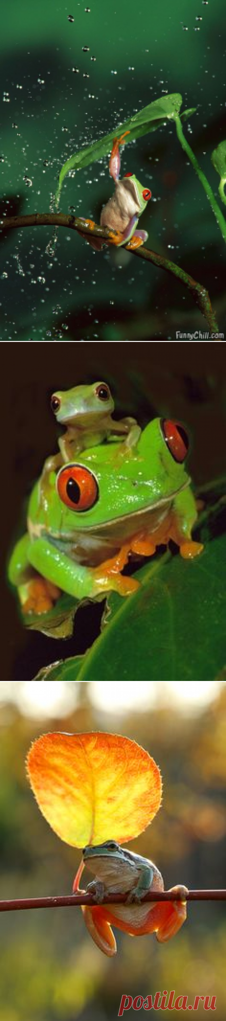 Лягушки, Квакши and Зонты on Pinterest