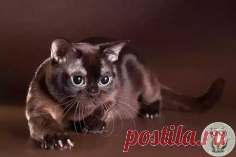 Бурманская кошка
Бурма родом из Бирмы. По легенде пара европейцев получили в дар двух котят этой породы в благодарность за помощь в защите монастыря от нападения. Это было в середине 20 века. А в 21 веке замечено, что короткошерстные кошки, похожие на бурманских, обитают в Тибете. У них мало шерсти, но много хорошо развитых мышц и очень выразительные глаза.