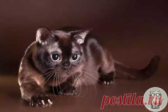 Бурманская кошка
Бурма родом из Бирмы. По легенде пара европейцев получили в дар двух котят этой породы в благодарность за помощь в защите монастыря от нападения. Это было в середине 20 века. А в 21 веке замечено, что короткошерстные кошки, похожие на бурманских, обитают в Тибете. У них мало шерсти, но много хорошо развитых мышц и очень выразительные глаза.