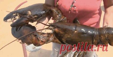 15 животных, которые старше, чем ваши бабушка и дедушка | Наука и техника