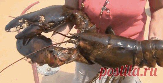 15 животных, которые старше, чем ваши бабушка и дедушка | Наука и техника