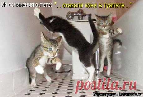 Котоматрица: Главная
