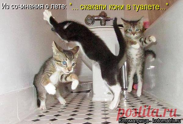 Котоматрица: Главная