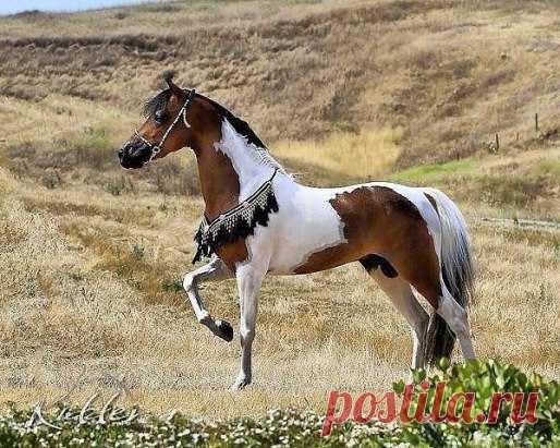 (57) Одноклассники