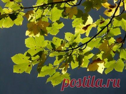 листья горного клена осени-Осень-Бесплатные фотографии Скачать бесплатно