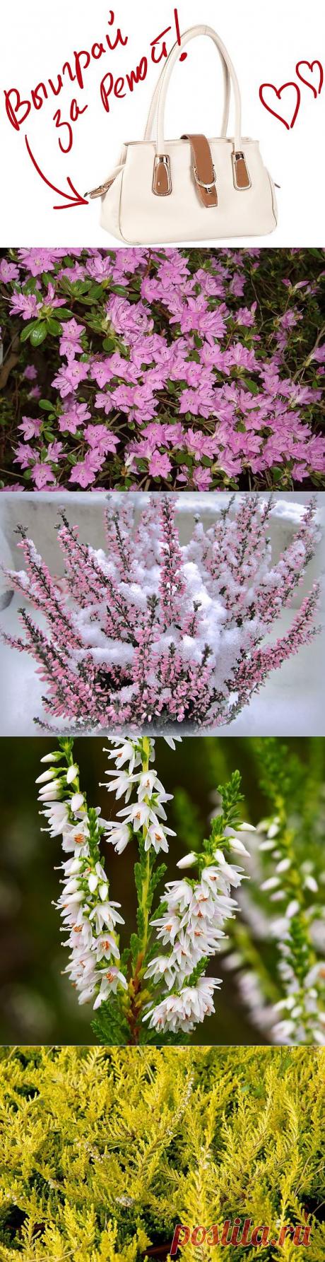 Вереск – целебный медонос в саду. Выиграйте стильную сумку от интернет-магазина Клуб Красоты, разместив любой пост с сайта 7dach.ru в Постиле. Чем больше постов - тем выше шансы. Розыгрыш состоится в понедельник, 16 декабря. В акции участвуют все посты, которые содержат этот текст и фото сумки!