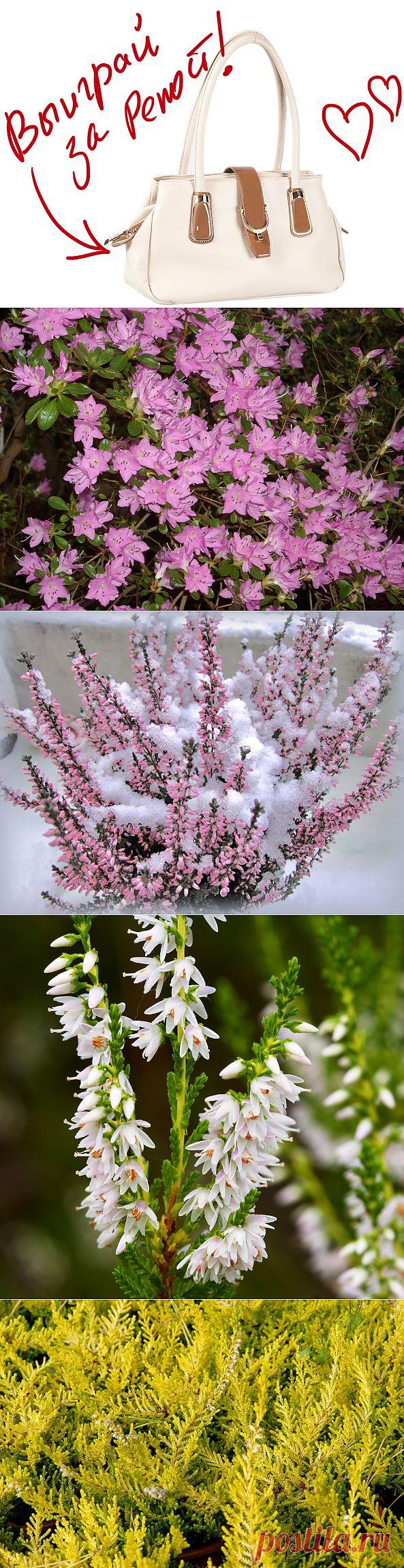 Вереск – целебный медонос в саду. Выиграйте стильную сумку от интернет-магазина Клуб Красоты, разместив любой пост с сайта 7dach.ru в Постиле. Чем больше постов - тем выше шансы. Розыгрыш состоится в понедельник, 16 декабря. В акции участвуют все посты, которые содержат этот текст и фото сумки!