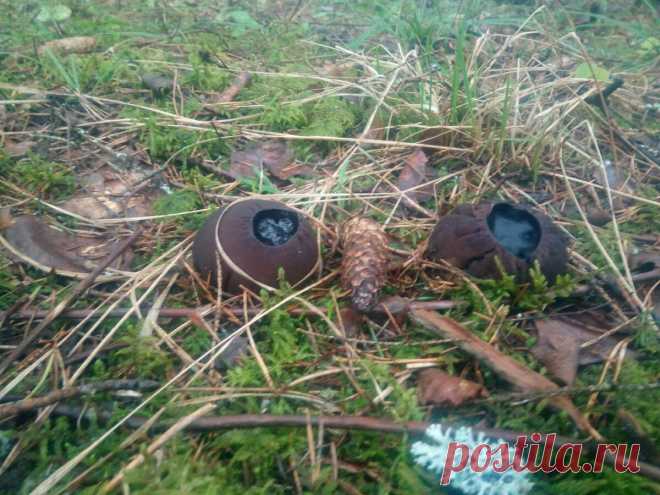 Открыл грибной сезон. Саркосома шаровидная - молодильный гриб. | В лесах и на лугах... | Яндекс Дзен