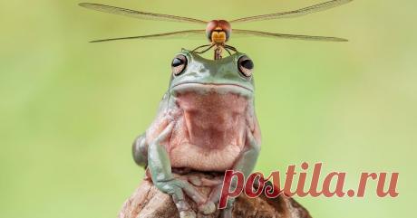 просто животные – Сообщество – Google+Коралловопалая  литория (лат. Litoria caerulea) – древесная лягушка, обладающая склонностью к философским размышлениям и медитации.

Это продвинутое существо из семейства Квакш (лат. Hylidae) способно полностью отрешиться от окружающей действительности и побороть все свои природные инстинкты.