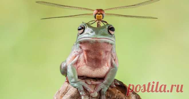 просто животные – Сообщество – Google+Коралловопалая  литория (лат. Litoria caerulea) – древесная лягушка, обладающая склонностью к философским размышлениям и медитации.

Это продвинутое существо из семейства Квакш (лат. Hylidae) способно полностью отрешиться от окружающей действительности и побороть все свои природные инстинкты.