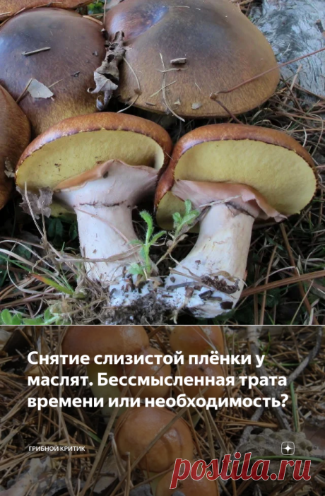 Снятие слизистой плёнки у маслят. Бессмысленная трата времени или необходимость? | грибной критик | Яндекс Дзен